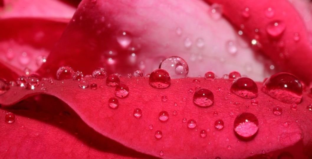 Raindrops on roses
