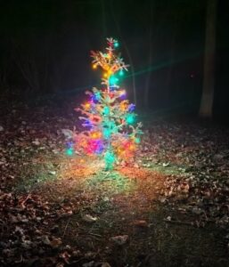 Newport-Christmas-tree