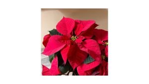 Poinsettia - Deb Richmond Author Christmas quiz